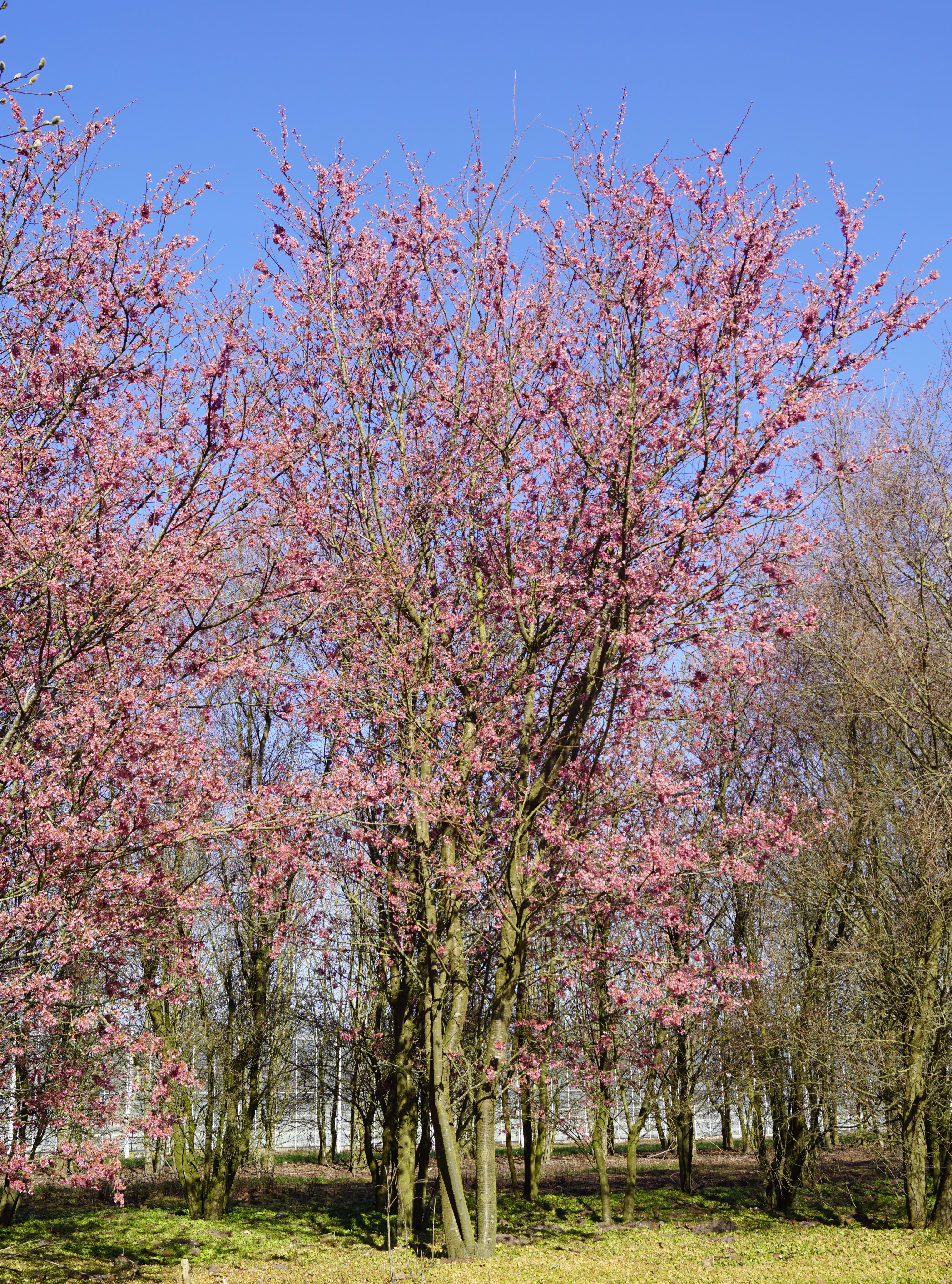 Prunus 'Okame' (33)